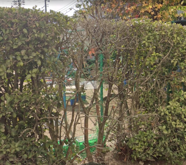 【ニュース】小河内保育園で不明・死亡した園児は直前まで園庭に　広島市「門を出入りする保護者が」